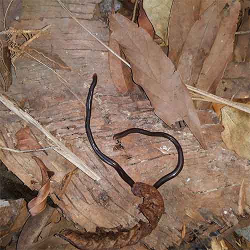 Cobra-cega (Typhlops reticulatus).