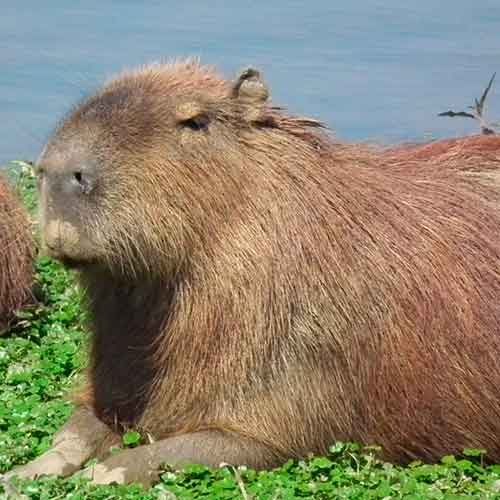 Clara a capivara 